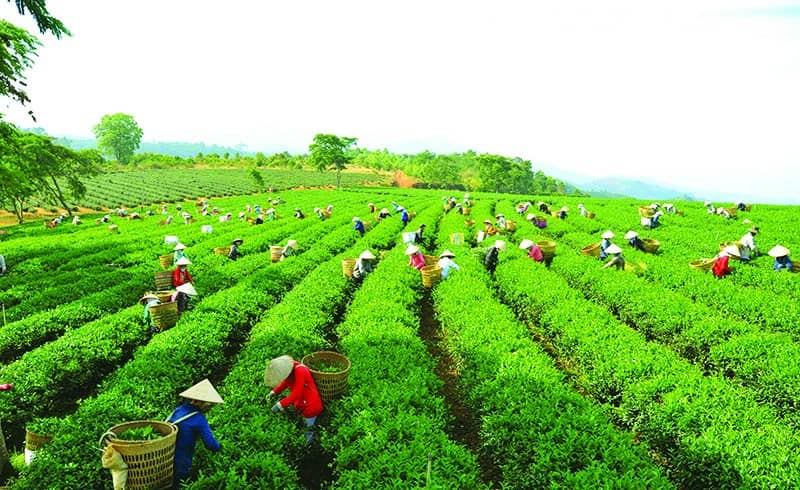 Khám phá cây chè Tân Cương Thái Nguyên