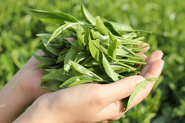 Giá 1kg chè Thái Nguyên chính gốc